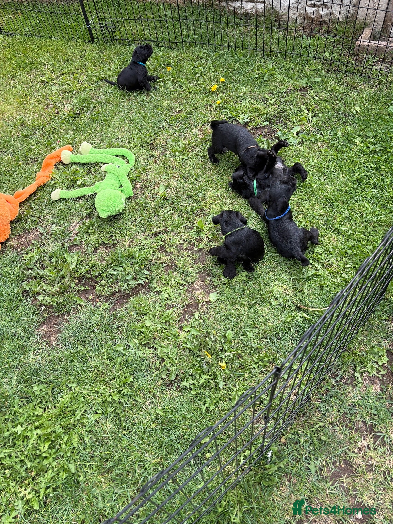 Miniature Schnauzer dogs Ready to leave 10th Sept - Advert 2