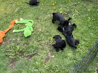 Miniature Schnauzer dogs Ready to leave 10th Sept - Advert 2