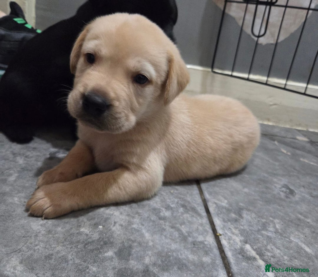 Labradoodle dogs for sale: LABRADOODLE PUPPYS - Image 5