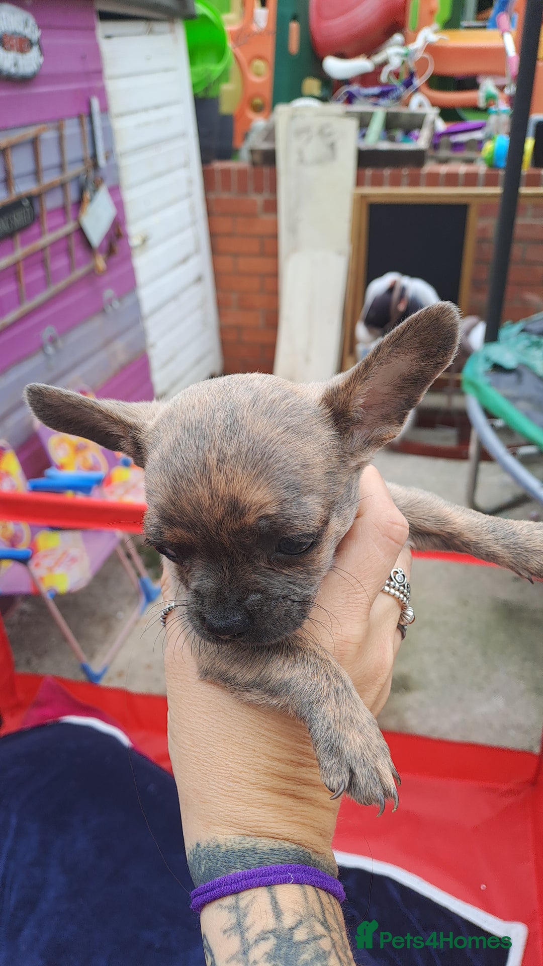 Mixed Breed dogs for sale: Frenchie x chihuahua puppies  - Image 11