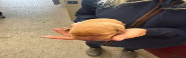 Labrador Dog 1