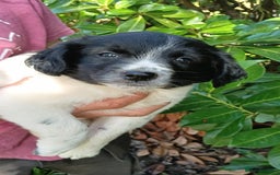 Mixed Breed dogs for sale: Three Springer Spaniel/Spitz Mittel Puppies  - Image 4