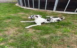 Great Dane dogs for sale: 20 month old Harlequin Dane KC reg  - Image 2