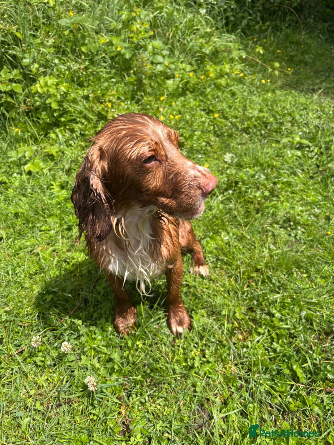Cocker Spaniel dogs for stud: Proven Working cocker spaniel for stud  - Advert 2
