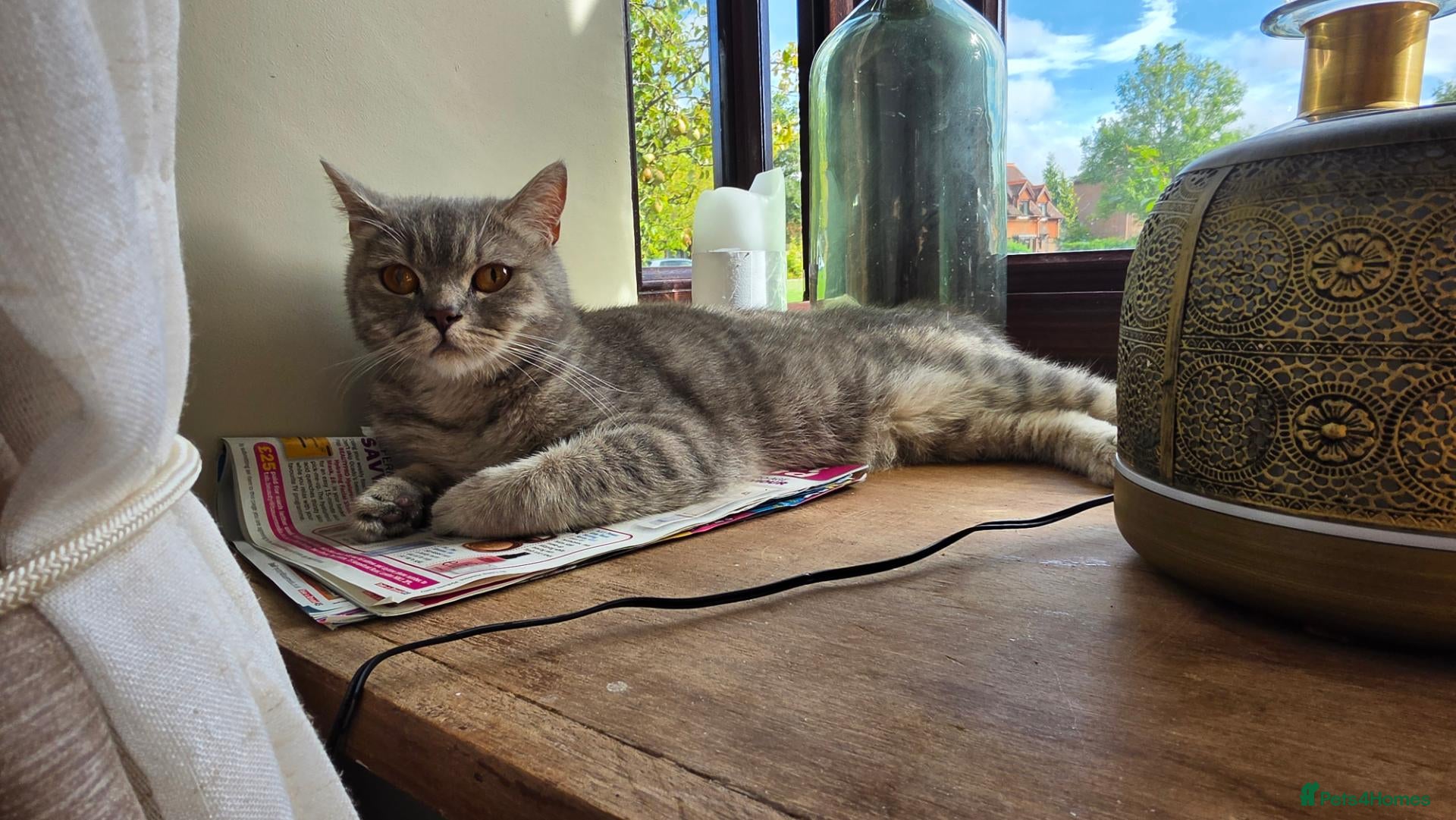 British Shorthair cats Duchess - Advert 1