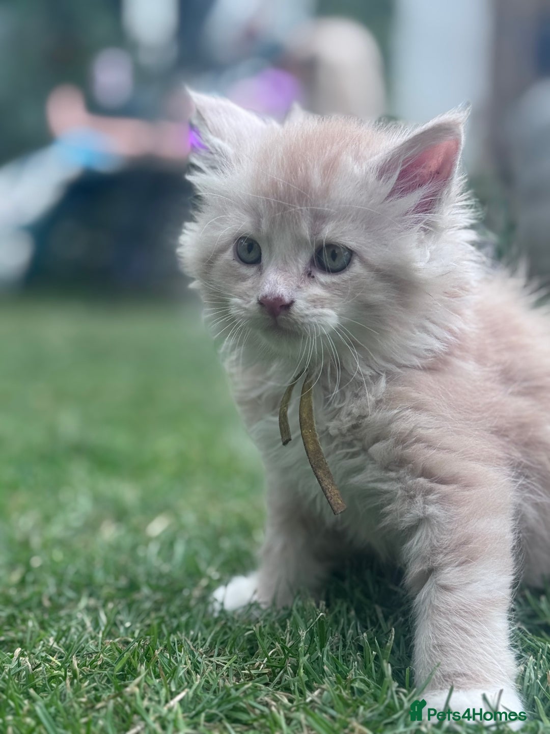 Maine Coon cats for sale: TICA REGISTERED champion Mainecoon kittens in Tring - Image 16