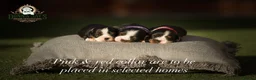 Cavalier King Charles Spaniel dogs for sale: ✨ EXCEPTIONAL CAVALIERS BY DONNA JAY ✨ - Advert 2
