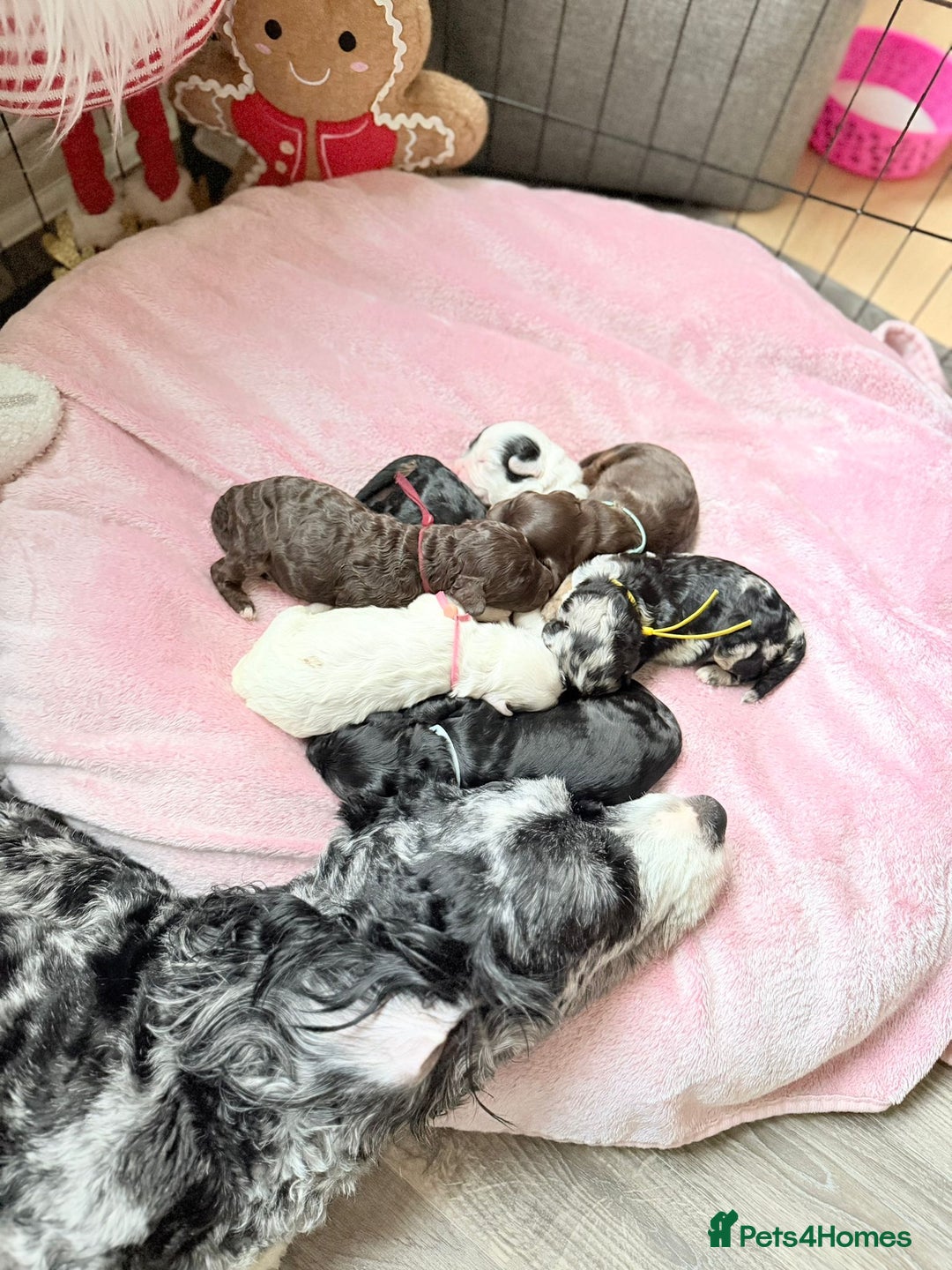 Cavapoo dogs for sale: STUNNING FULLY HEALTH TESTED F1B CAVAPOO  - Advert 21