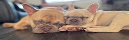 French Bulldog dogs for stud: Kc reg Lilac and fawn for stud -proven in Darvel - Advert 12