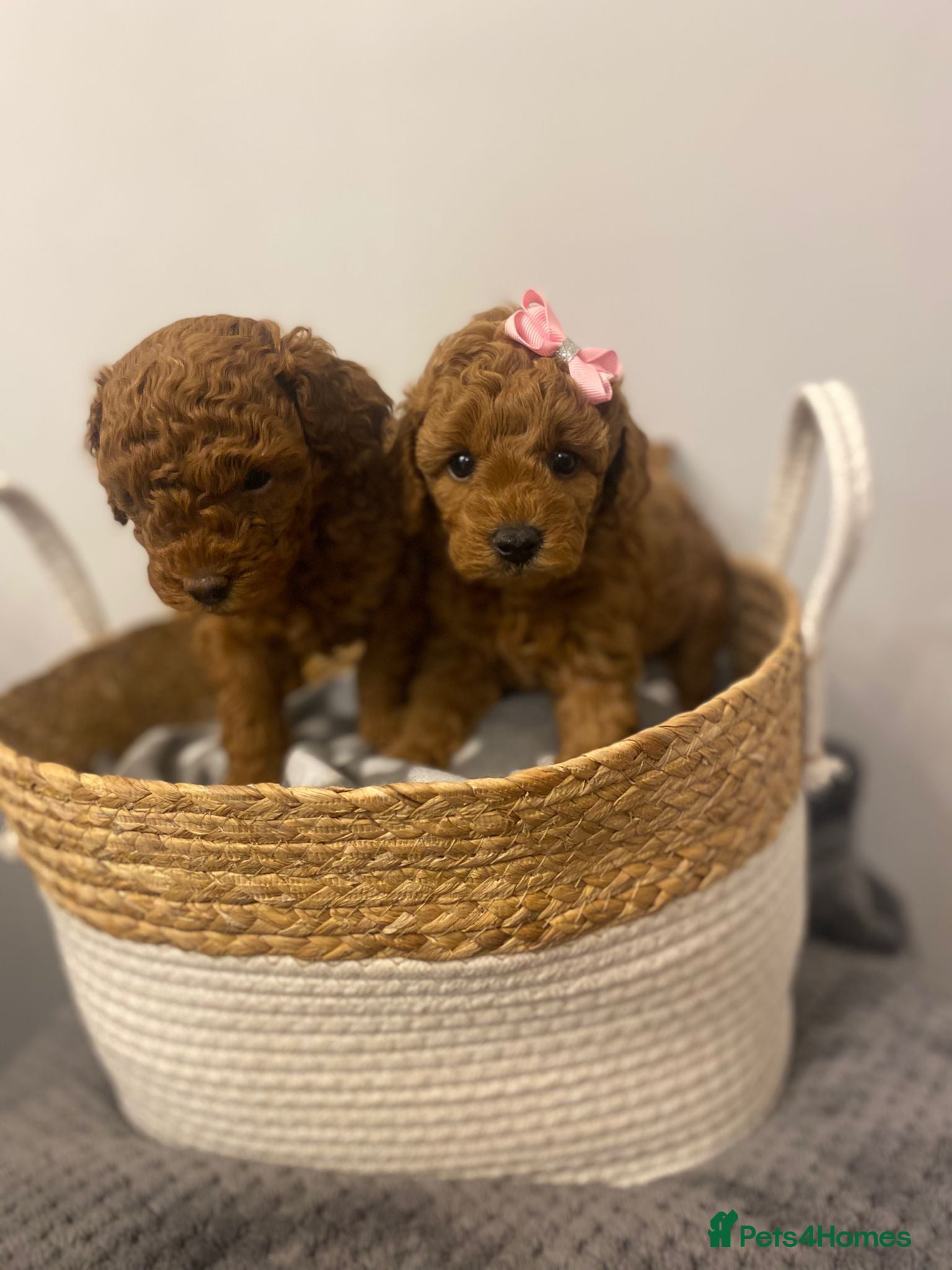 Toy Poodle dogs Adorable happy deep red toy poodles  - Advert 13