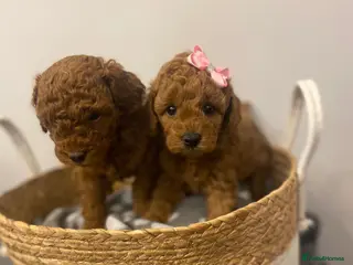 Toy Poodle dogs Adorable happy deep red toy poodles - Advert 13