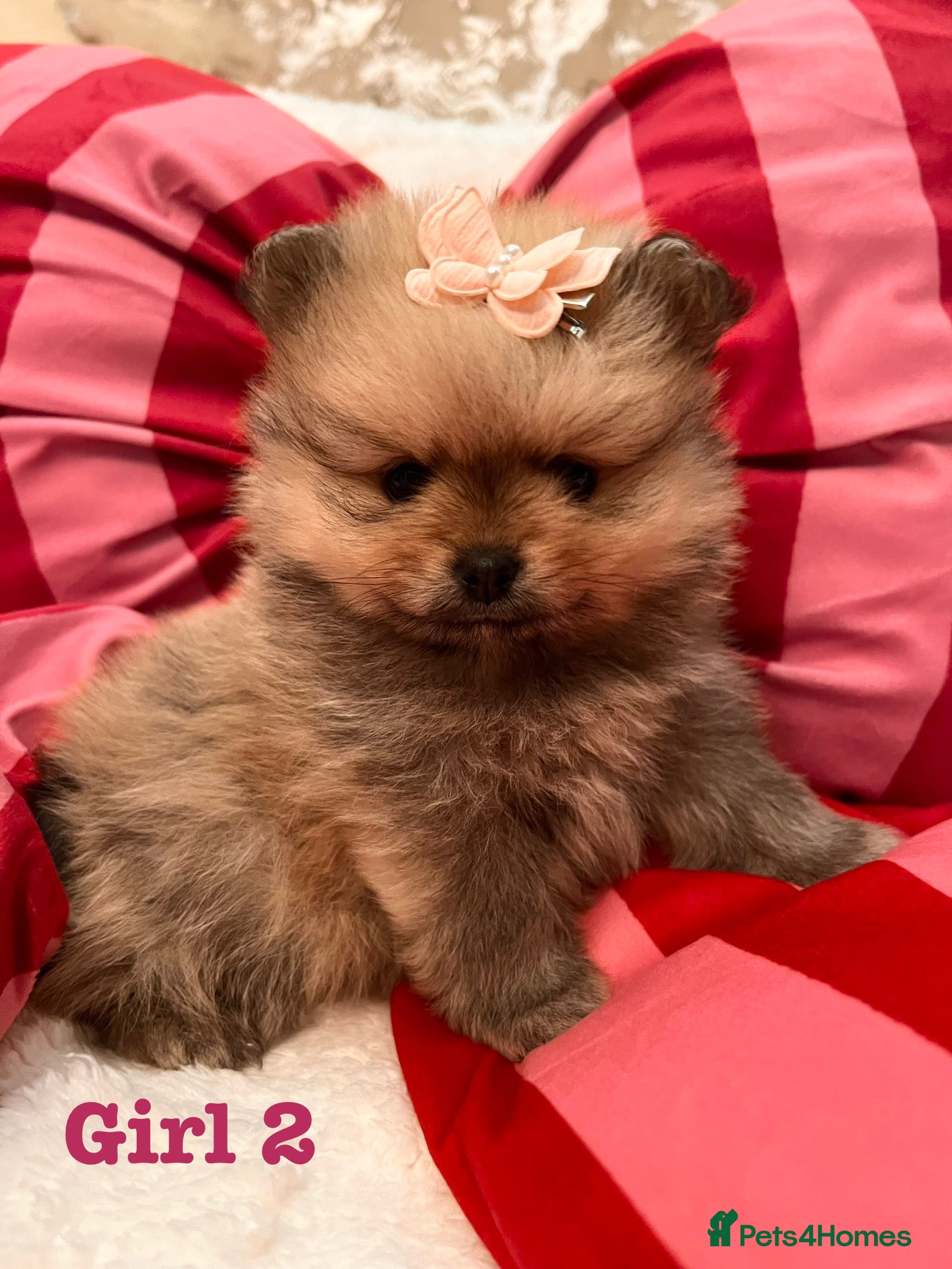 Pomeranian dogs Pomeranian Puppies looking for their new homes❤️ - Advert 1
