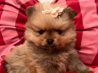 Pomeranian dogs Pomeranian Puppies looking for their new homes❤️ - Advert 1