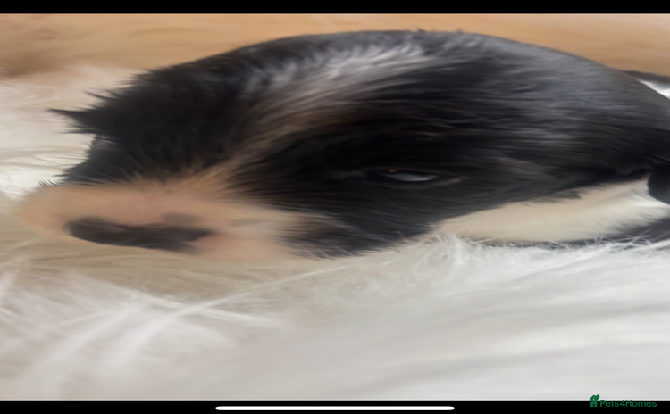 Sprocker dogs DNA CLEAR SUPERB QUALITY  LITTER🎃 - Advert 2