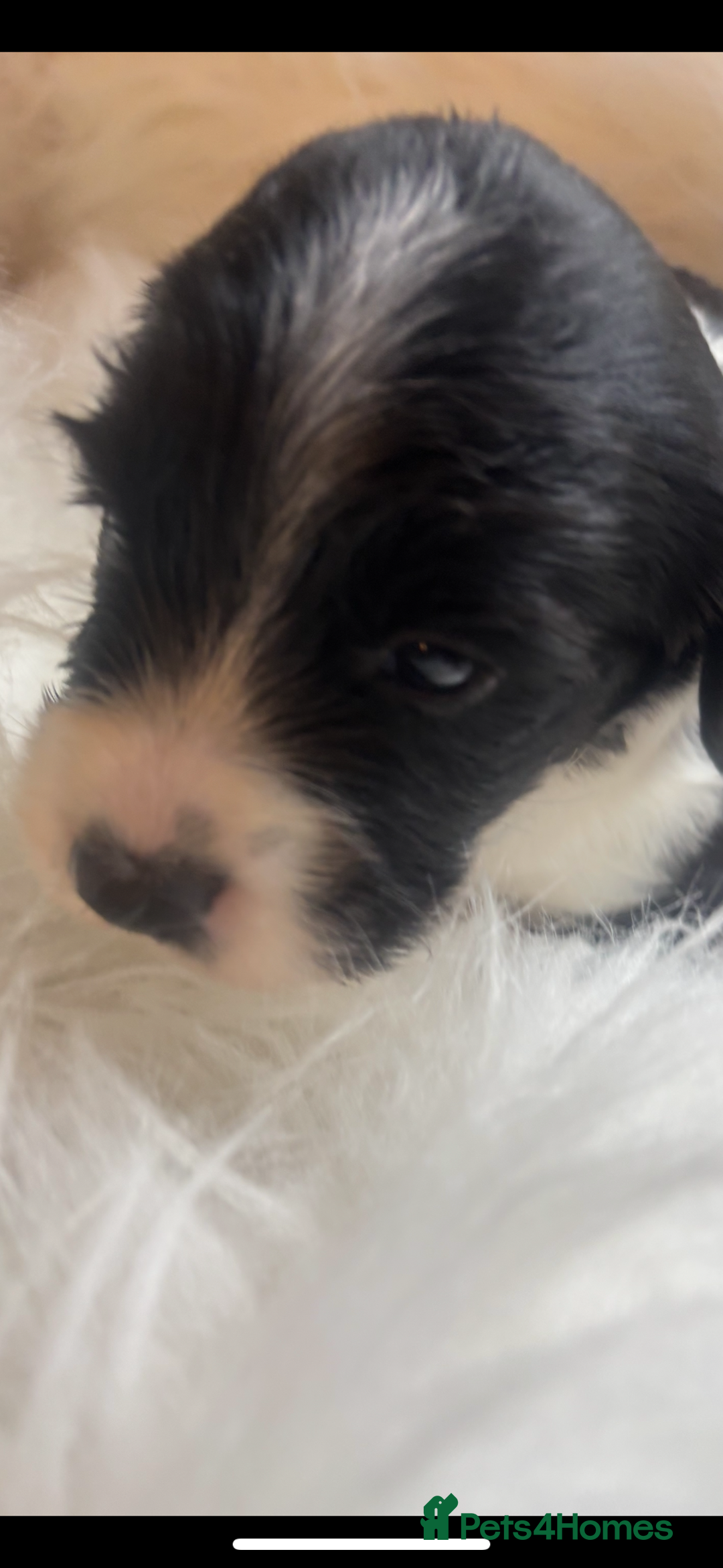 Sprocker dogs for sale: VET CHECKED HEALTHY AND READY TO LEAVE  - Advert 5