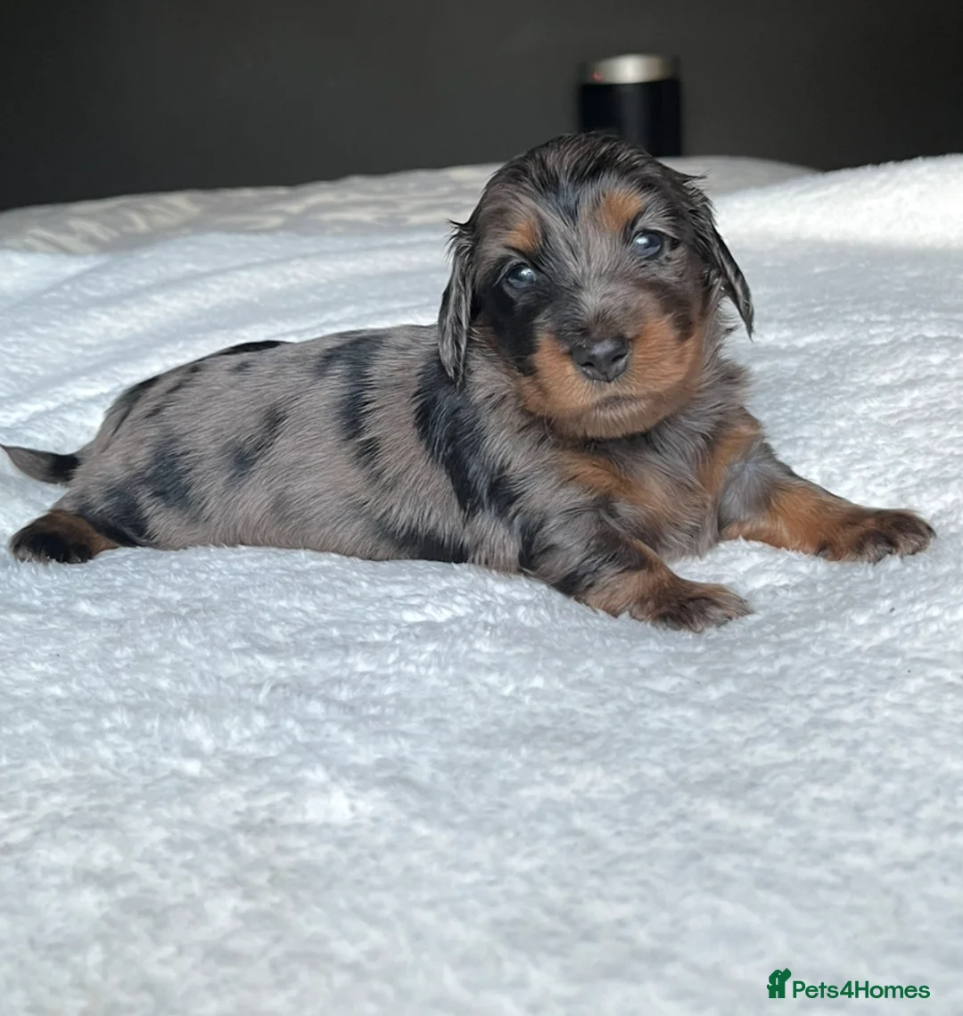 Miniature Dachshund dogs for sale: KC Long Hair Mini Dachshunds  - Advert 17