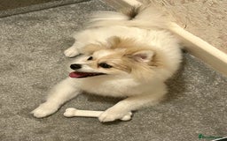 Pomeranian dogs for sale: 🐾 🐶 Adorable Purebred Pomeranian Boy 🐶 🐾 - Image 9