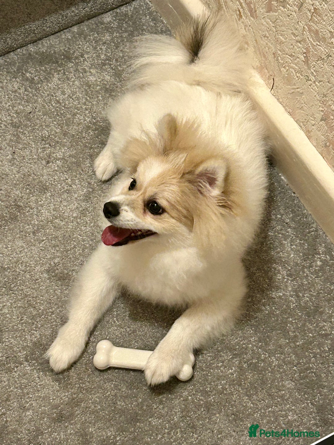 Pomeranian dogs for sale: 🐾 🐶 Adorable Purebred Pomeranian Boy 🐶 🐾 - Image 9