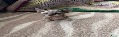 Sphynx Kitten 2