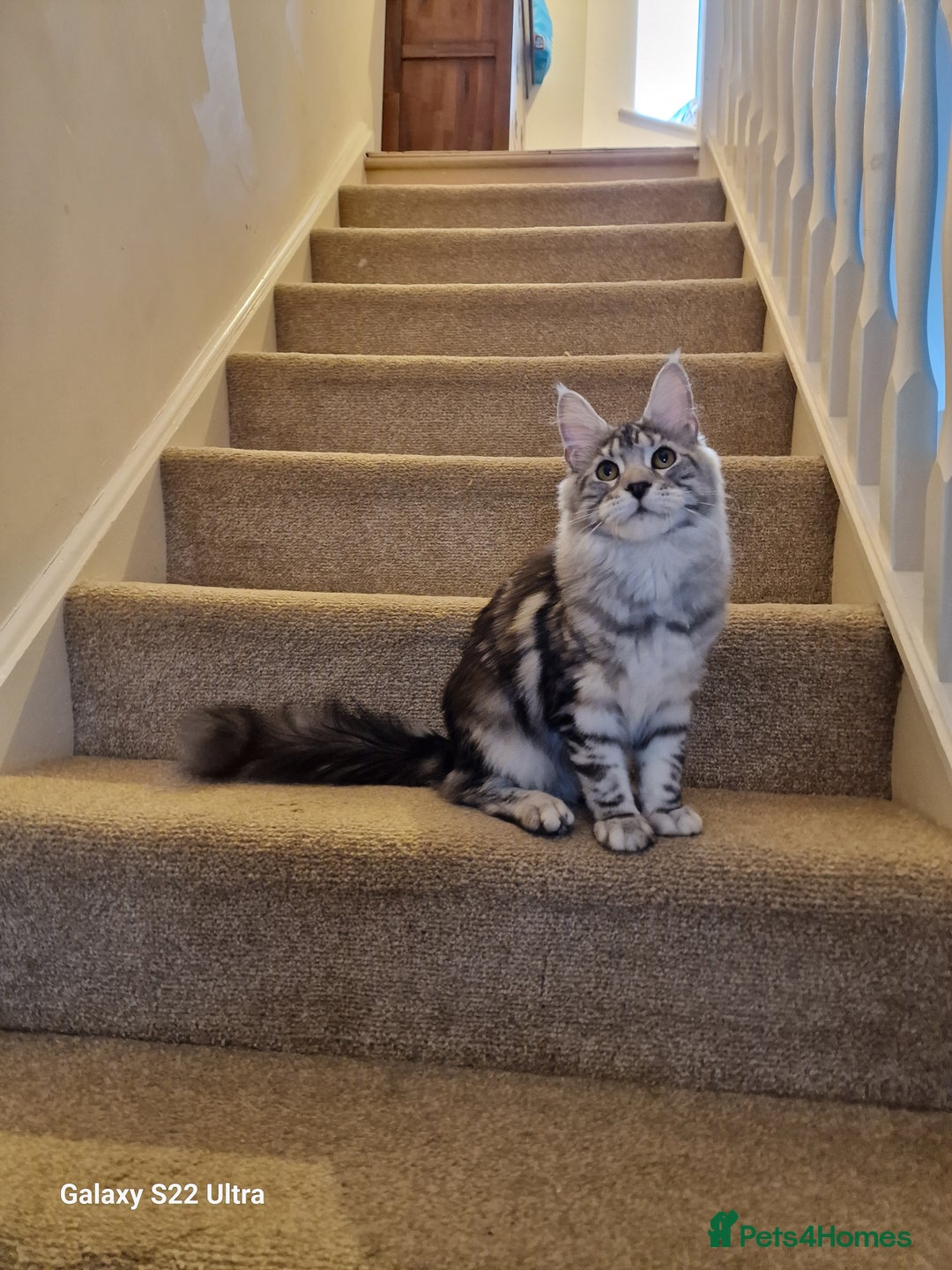 Maine Coon cats for sale: 🎀Fantastic female🎀 - Advert 2