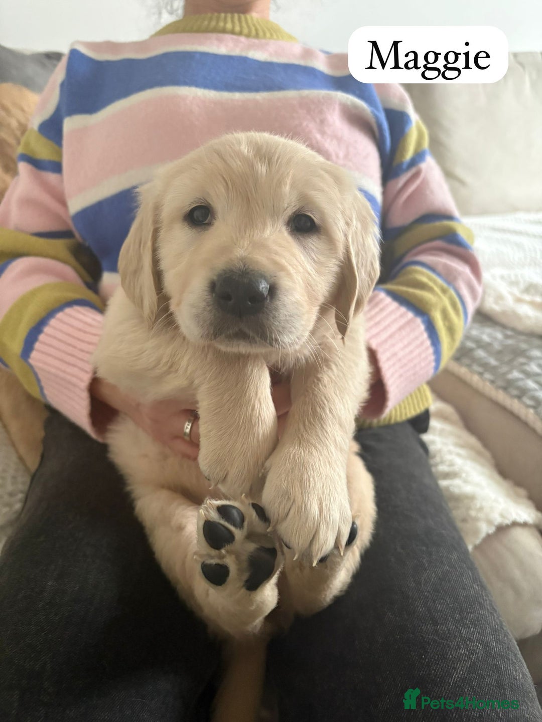 Golden Retriever dogs for sale: Golden Retriever Puppies For Sale - Advert 16