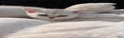 Scottish Fold cats for sale: Ocean-blue eyes Scottish Folds/Straight - Advert 31