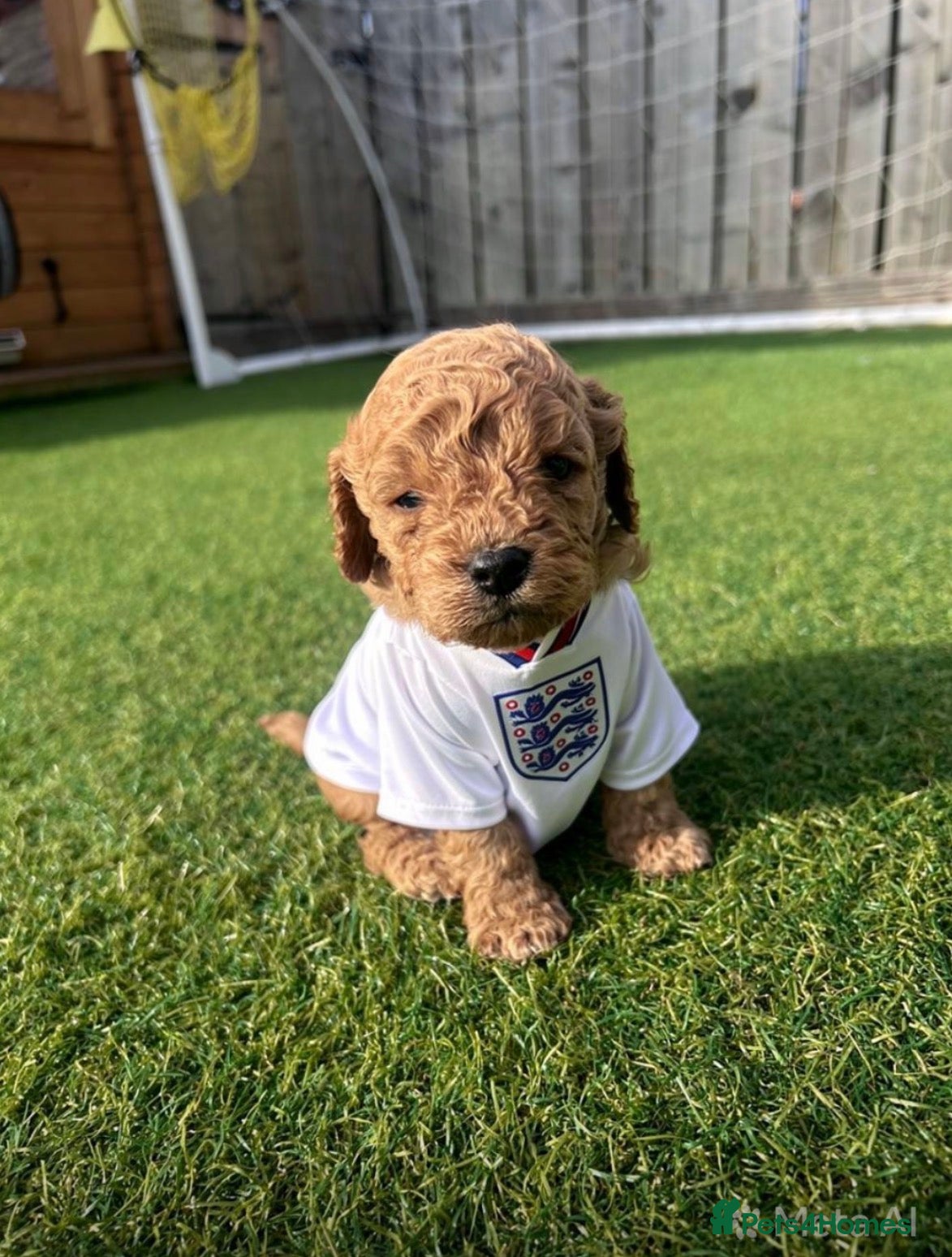 Cavapoo dogs Toy Cavapoo Puppies - Advert 14