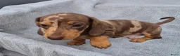 Miniature Dachshund dogs for sale: Stunning KC Registered PRA Clear Dapples Ready Now - Advert 13