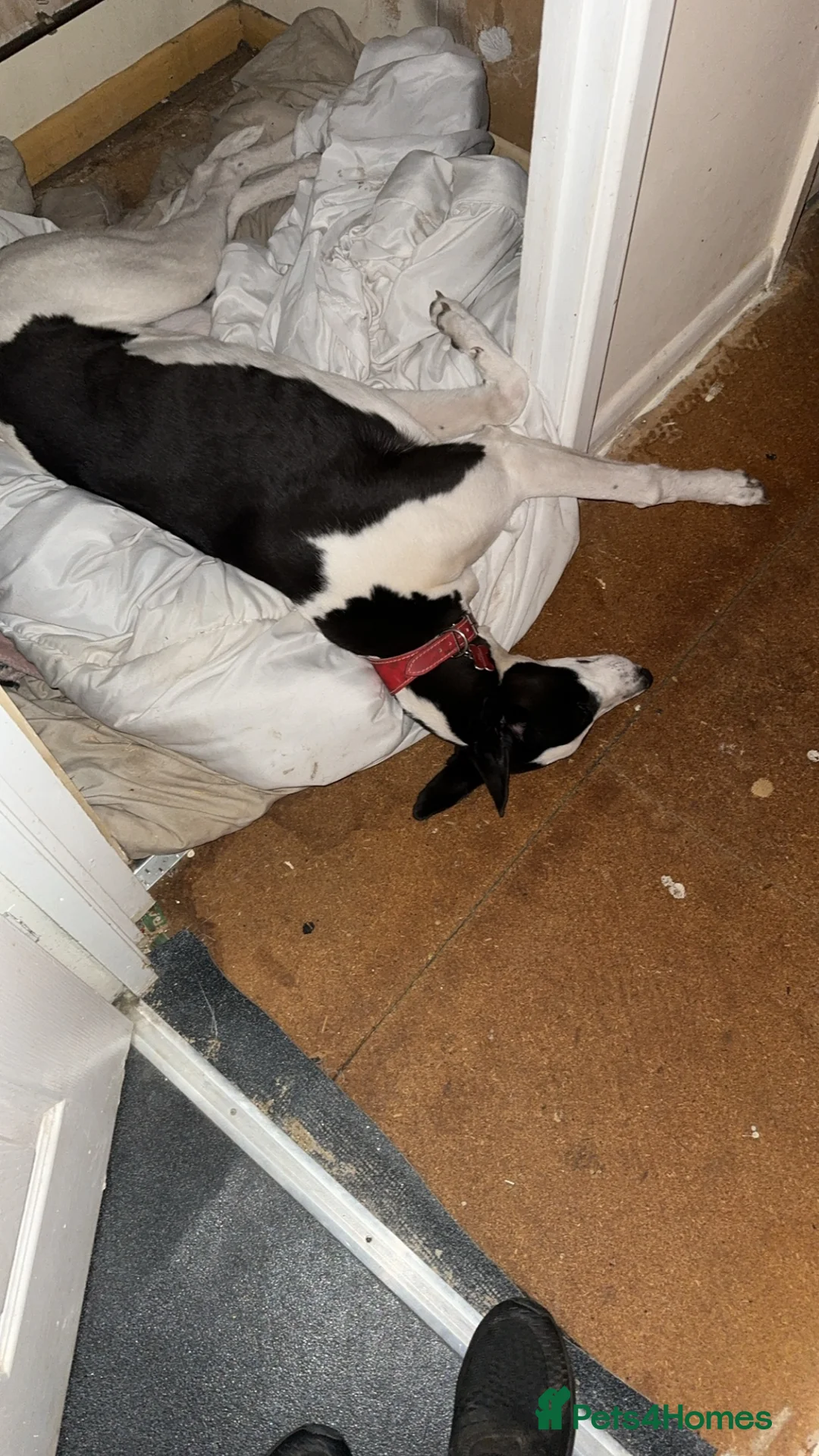 Greyhound dogs for sale: 2 year old greyhound  **   - Advert 7