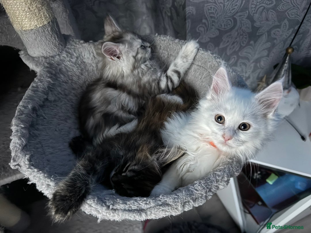 Maine Coon cats for sale: Pure Maine Coon kittens  - Advert 6