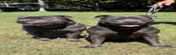 Staffordshire Bull Terrier dogs for sale: Healthy Strong Staffys Pups Playful with kids in Sherborne - Advert 21