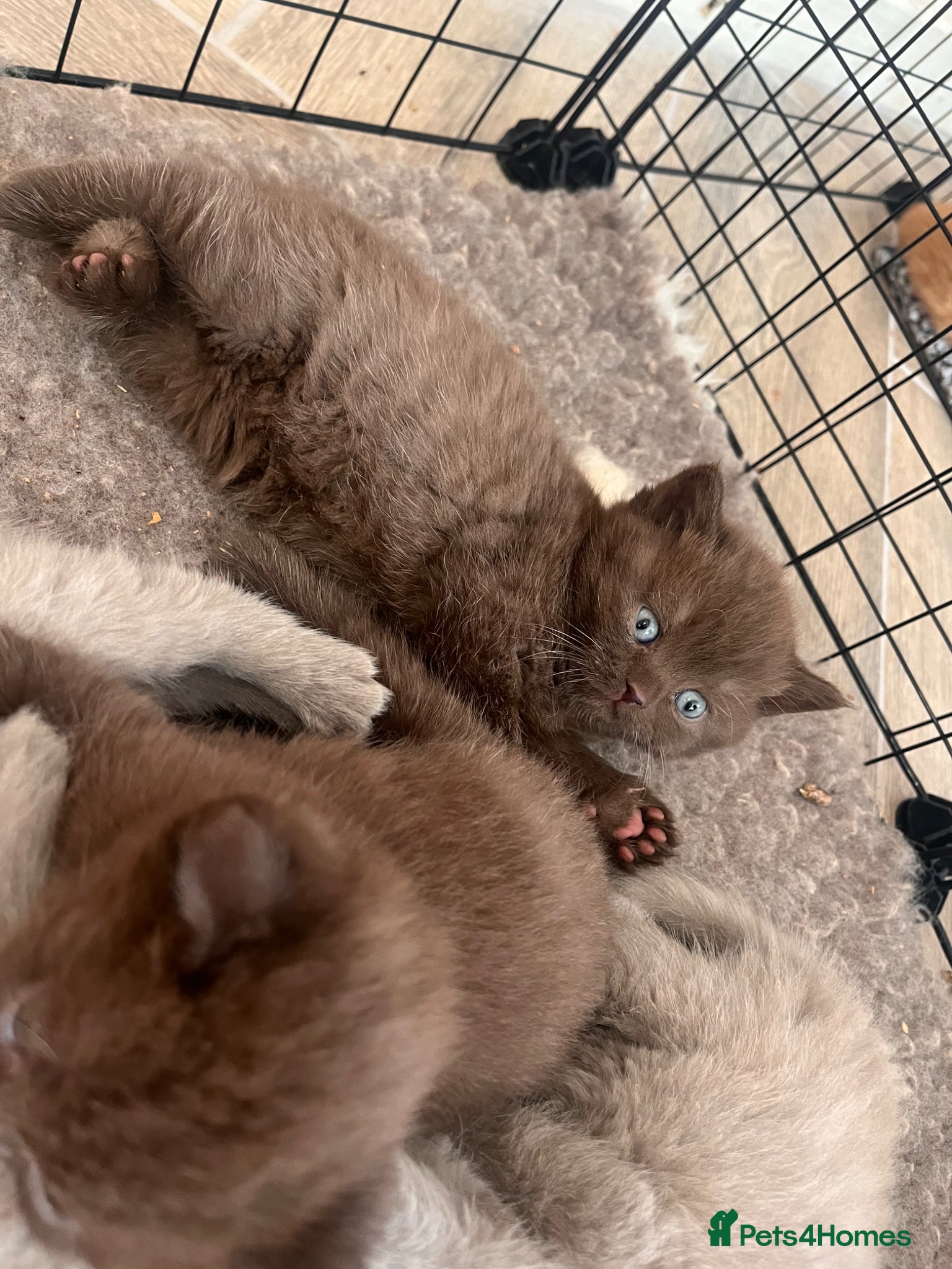 British Shorthair cats choc & lilac kittens  - Advert 1