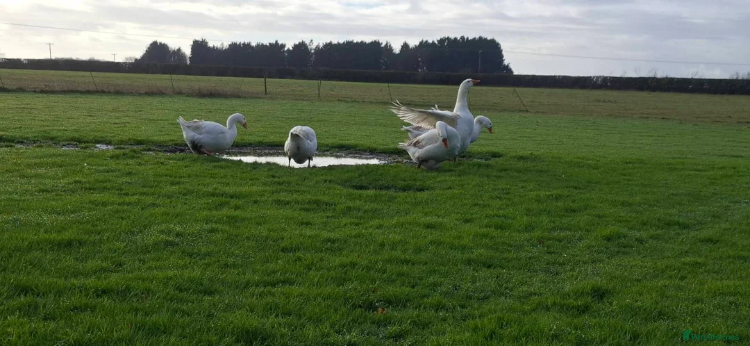 Geese poultry for sale: Large-strain Embden Geese-varying ages 2025 hatch - Advert 8