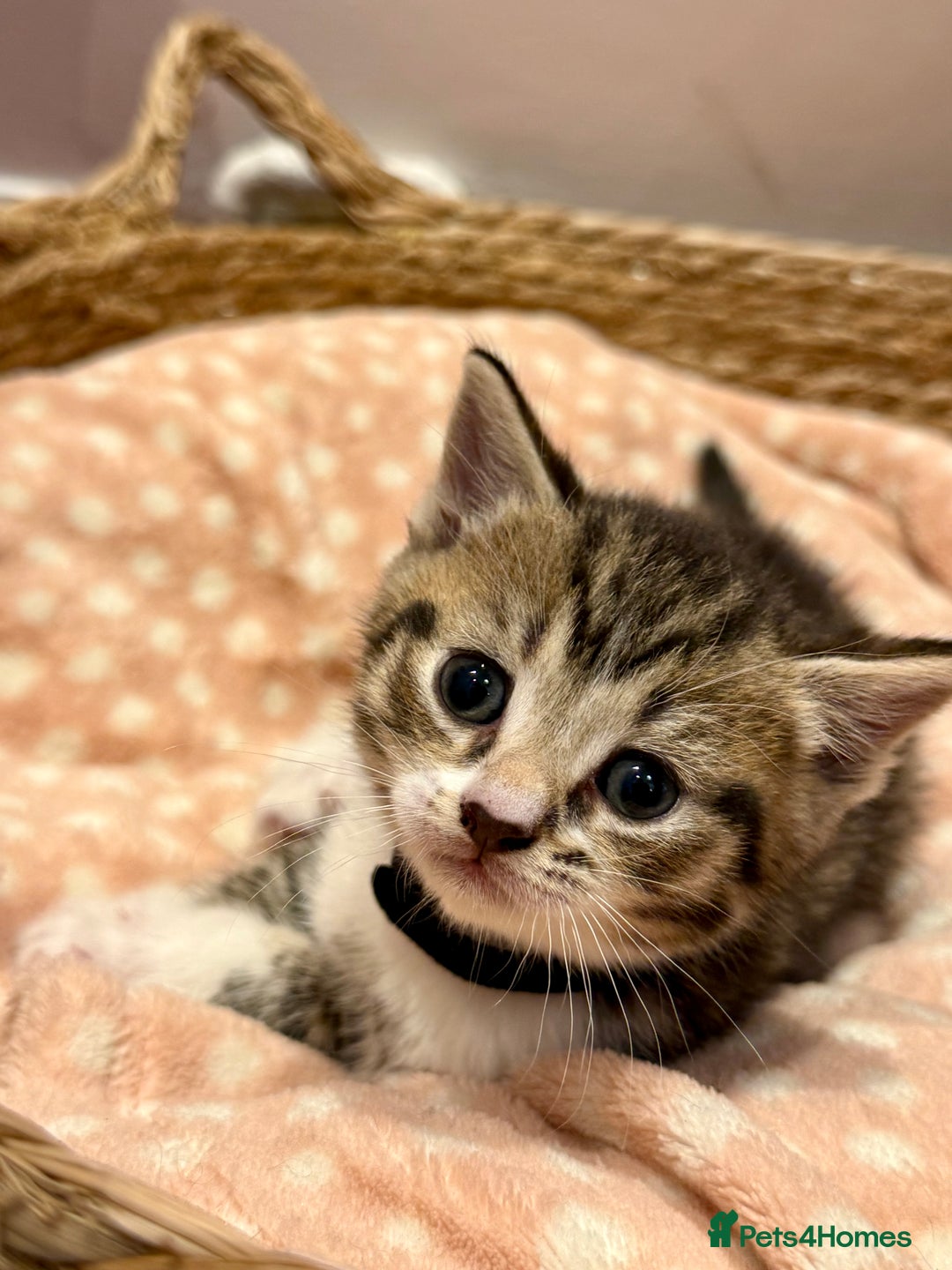 Mixed Breed cats for sale: Beautiful kittens 🐈‍⬛ - Advert 4