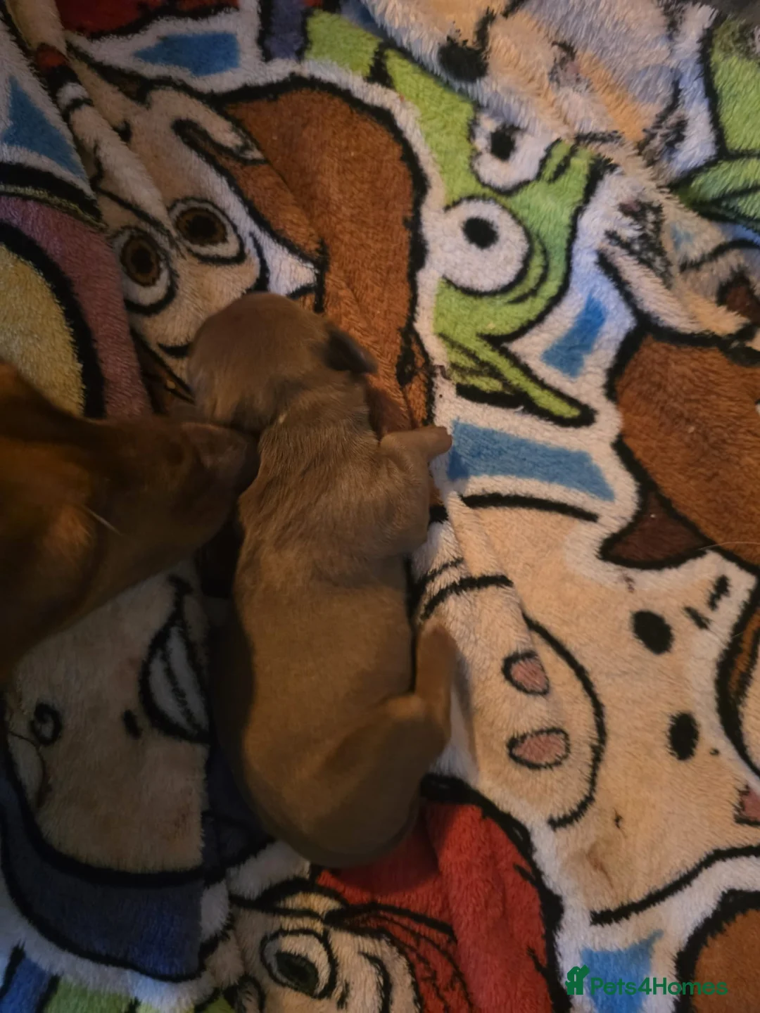 Miniature Dachshund dogs for sale: Miniature-dachshund  - Advert 4