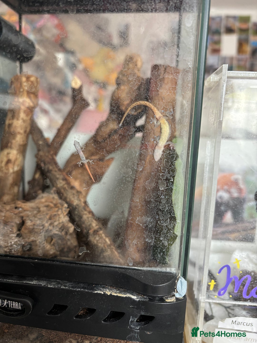 Gecko reptiles for sale: X1 adult Cameroon dwarf gecko (male)  - Image 1