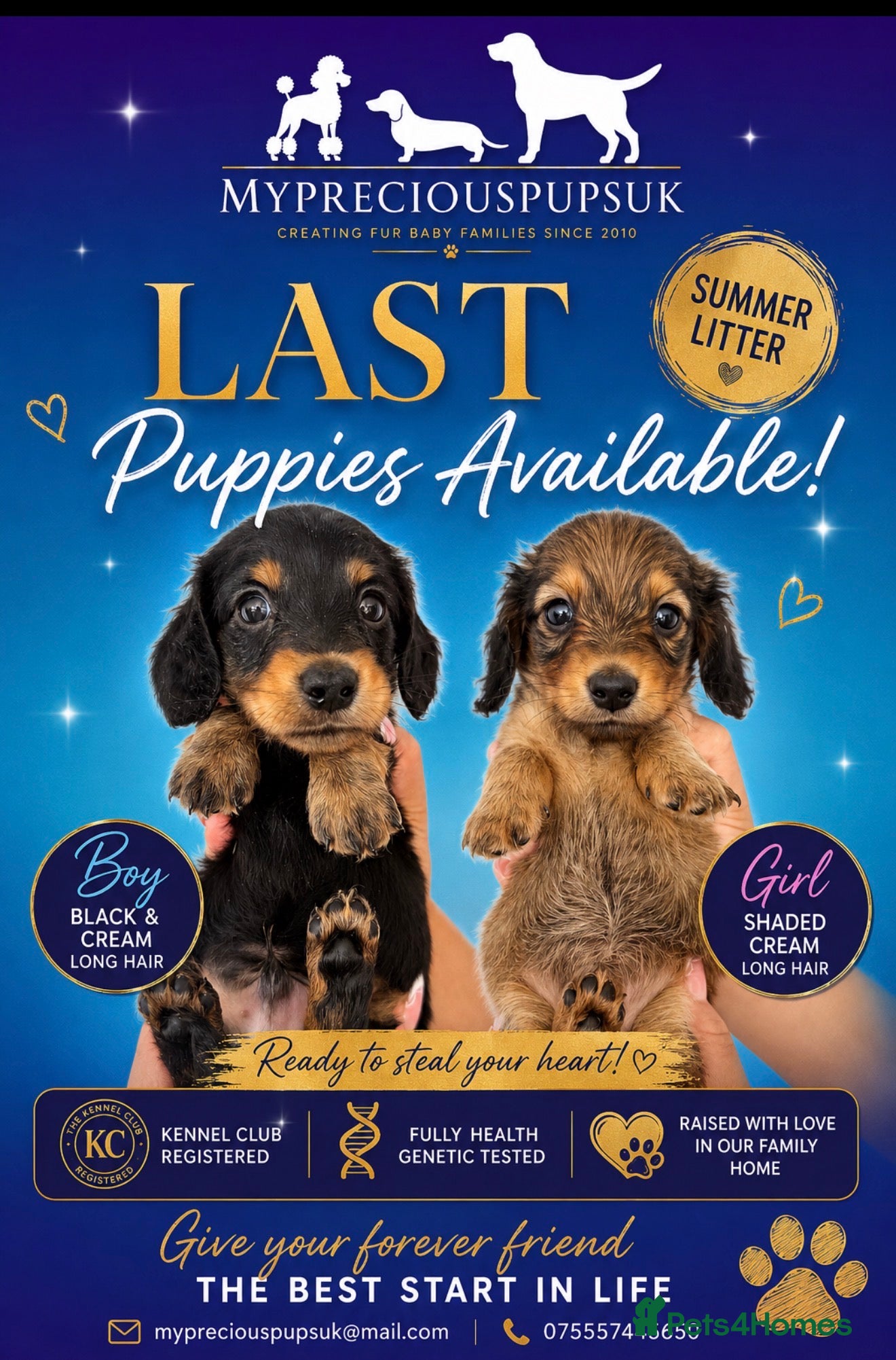 Miniature Dachshund dogs 🐾 KC Reg  LH  Mini shaded cream  Dachshund - Advert 2