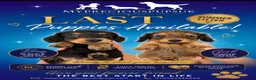 Miniature Dachshund dogs for sale: 🐾 KC Reg  LH  Mini shaded cream  Dachshund - Advert 2