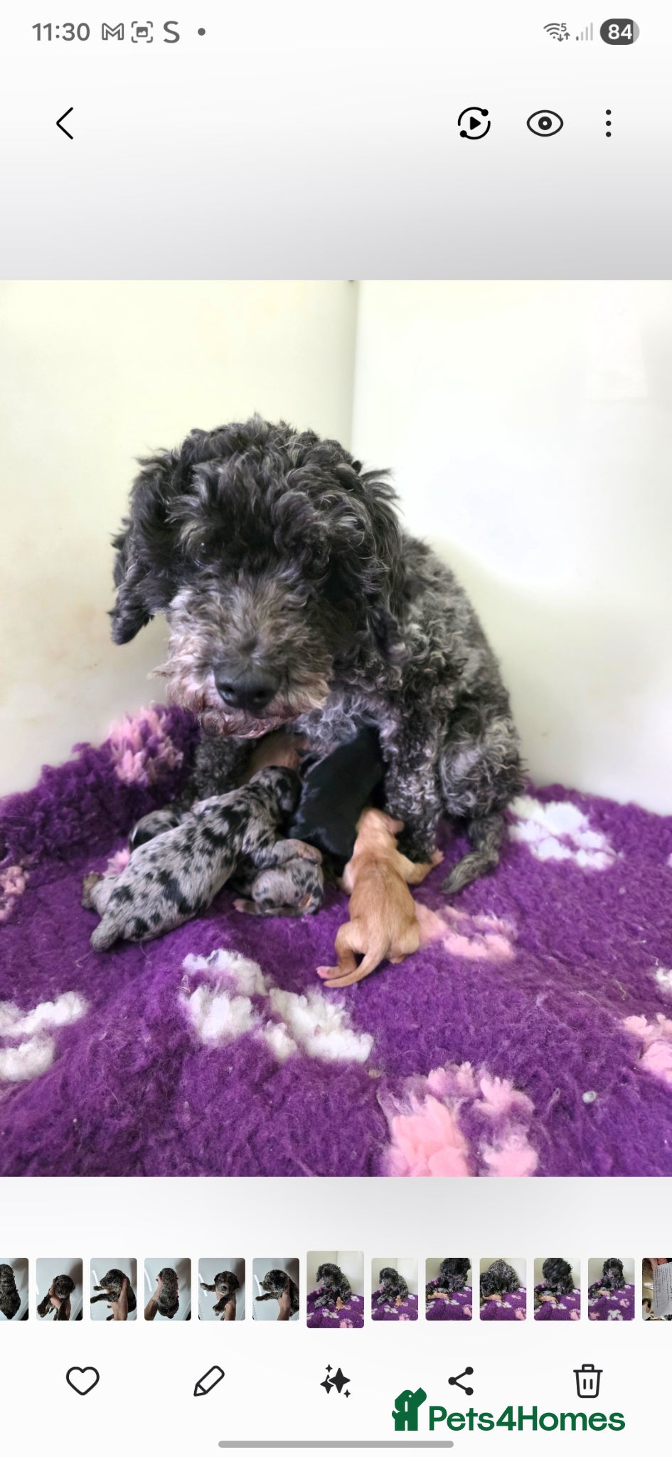 Cavapoo dogs  Beautiful f1 cavapoos only 1 girl 1 boy available - Advert 2