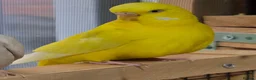 Budgerigars birds for sale: 6 Budgerigars for Sale - Advert 11