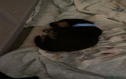 Mixed Breed birds for sale: German shepherd x cane corso pups!  - Image 3