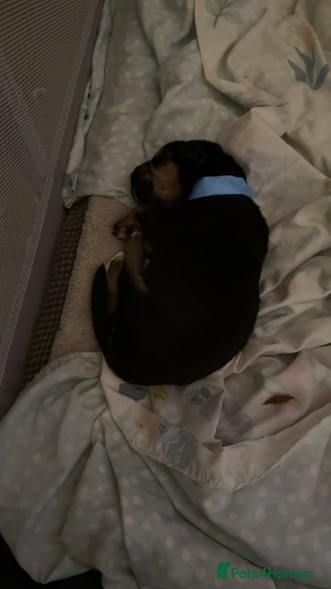 Mixed Breed birds for sale: German shepherd x cane corso pups!  - Image 3