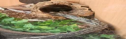 Rat Snake reptiles for sale: Female and male Vietnamese blue beauty rat snakes in Abertillery - Advert 4
