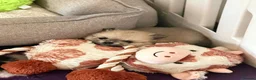 Pomeranian dogs for sale: Teddy Bear Pomeranians  - Advert 5