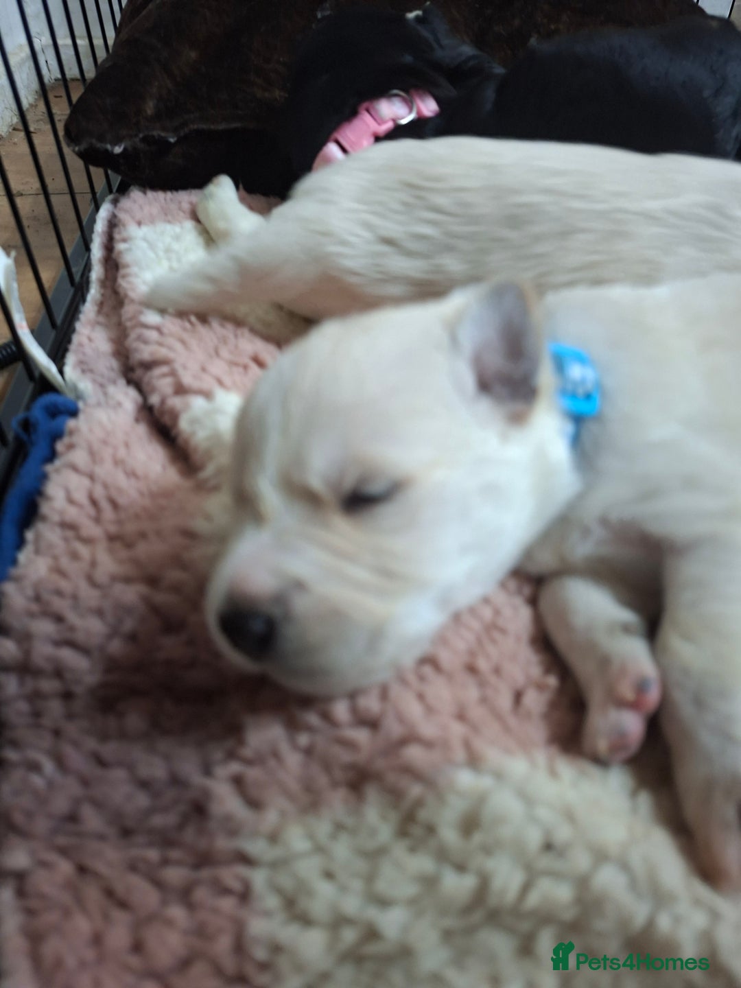 Mixed Breed dogs for sale: 9 f1 border retreiver pups  - Image 7