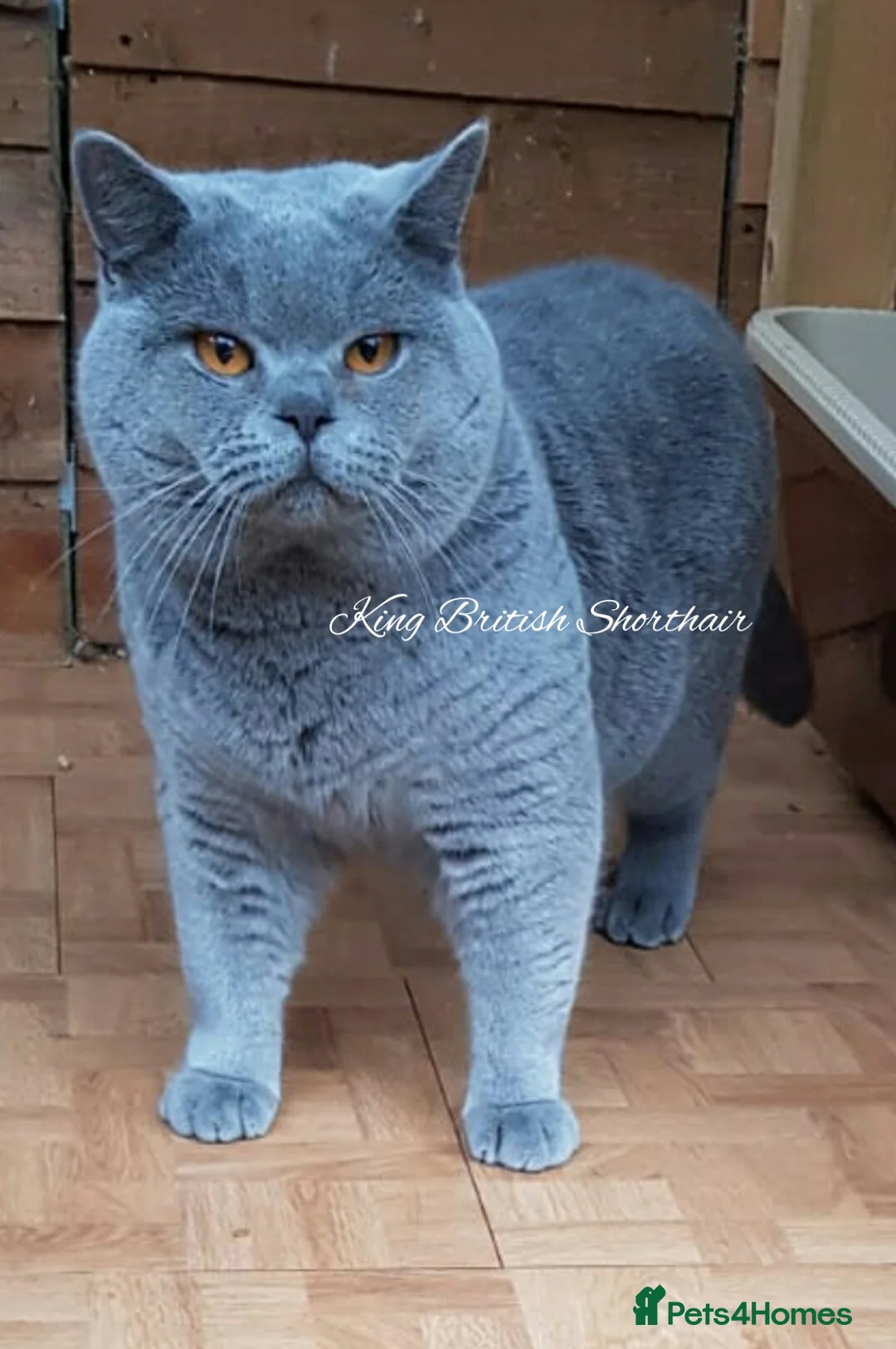British Shorthair cats for stud: Imported Pedigree British Shorthair, BG B in London - Advert 10