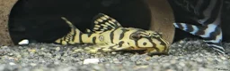 Plecos fish for sale: L236 SUPER WHITES & YELLOW HYPANCISTRUS PLECOS in Oldham - Advert 3
