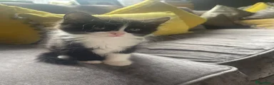 Turkish Angora 4