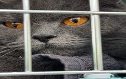 Brazilian Shorthair cats for sale: 2 year old Female BSH - Image 1