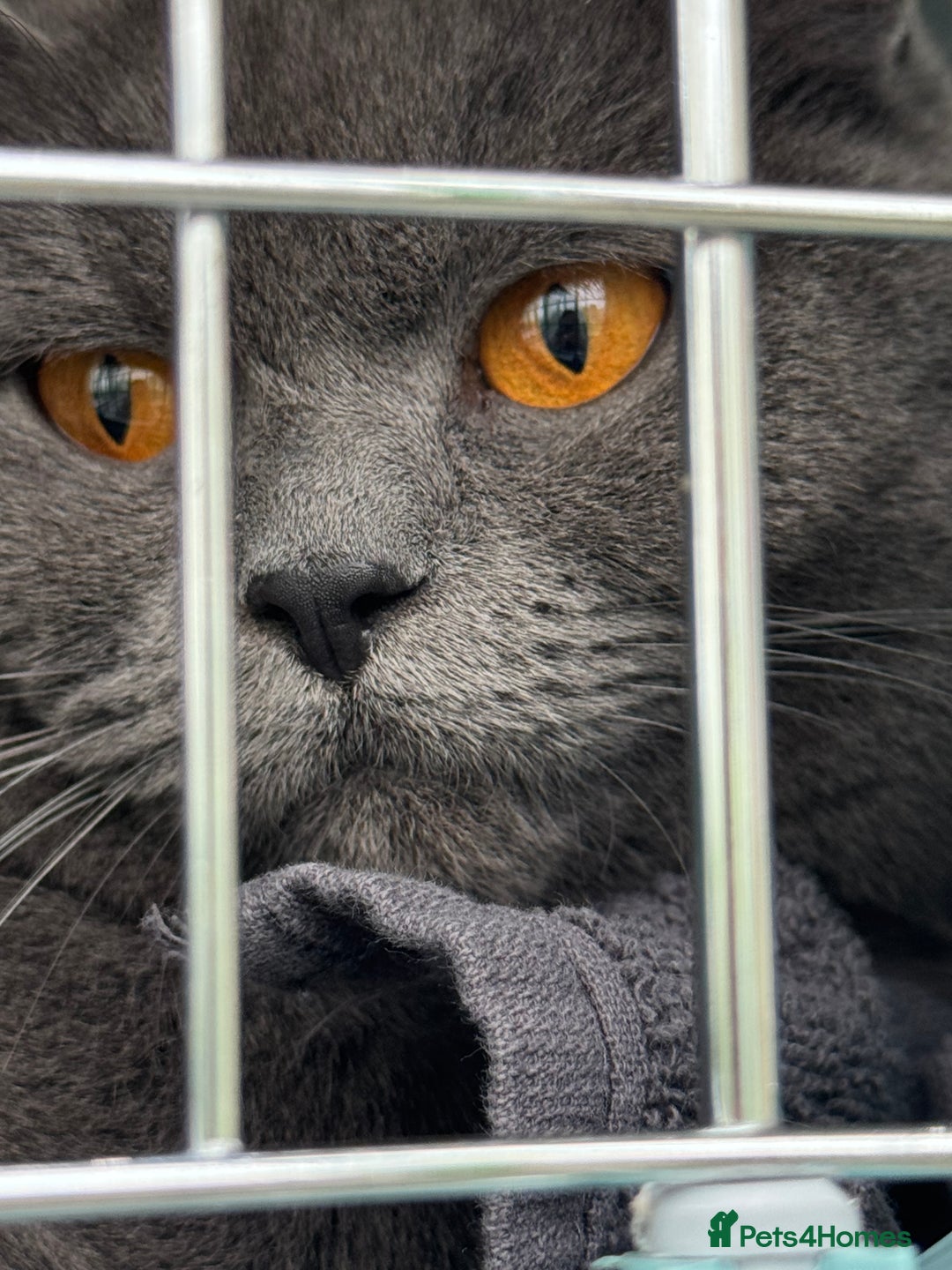 Brazilian Shorthair cats for sale: 2 year old Female BSH - Image 1